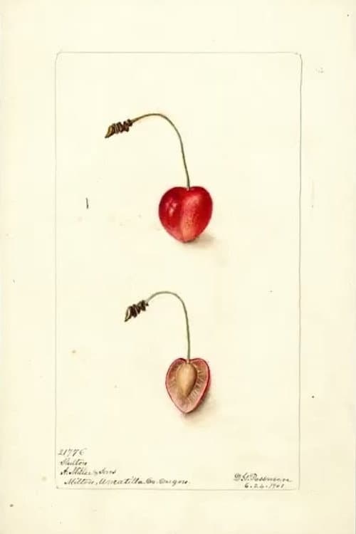 Pomological poster