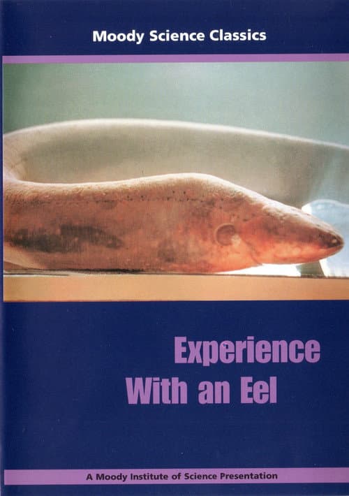 Experience With an Eel poster