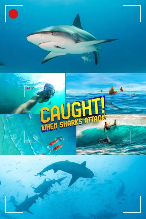 Caught! When Sharks Attack poster