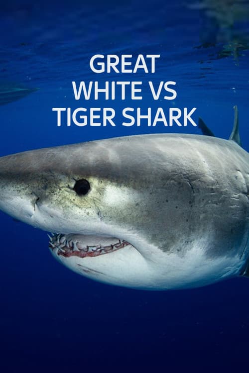 Great White vs Tiger Shark poster