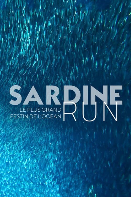 Sardine Run, le plus grand festin de l'océan poster
