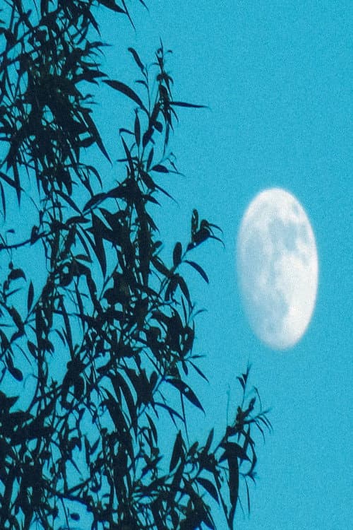 Moongazer's Moonlight Reverie poster