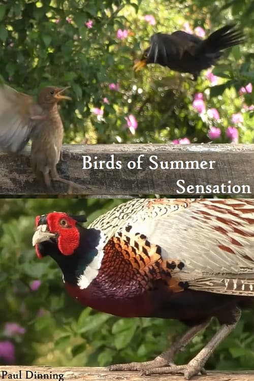Birds of Summer Sensation poster