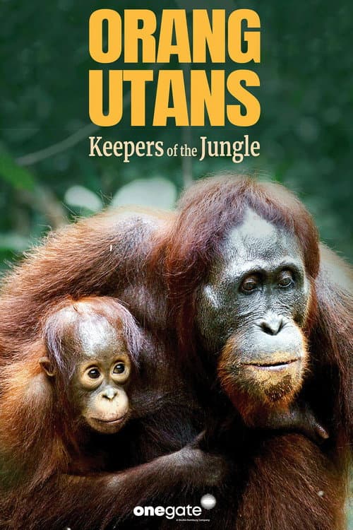 Orang Utans - Keepers of the Jungle poster
