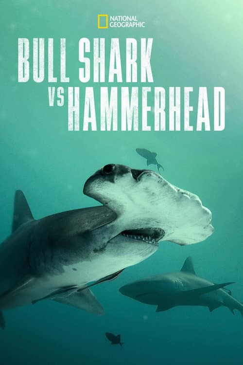 Bull Shark vs. Hammerhead poster