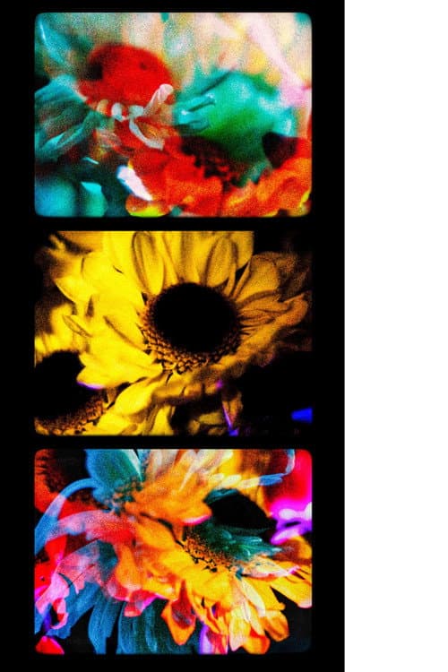 Flowers (II) poster