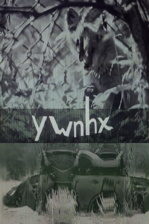 ywnhx poster