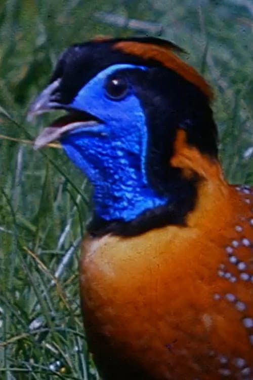 Peacocks and Tragopans poster
