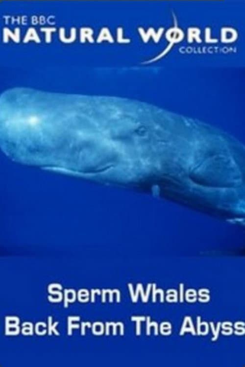 Sperm Whales: Back from the Abyss poster