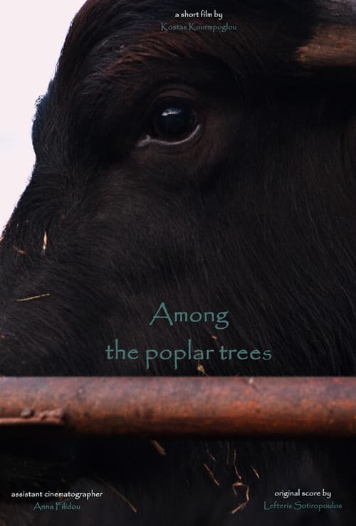 Among the poplar trees poster