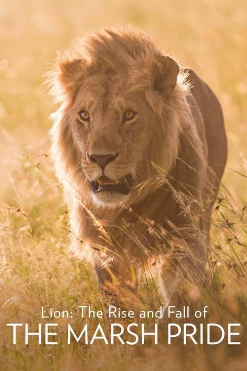 Lion: The Rise and Fall of the Marsh Pride poster