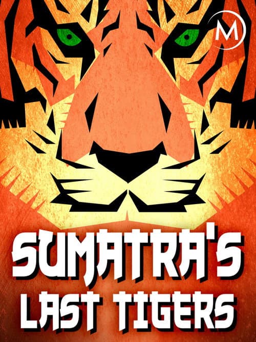Sumatra's Last Tigers poster