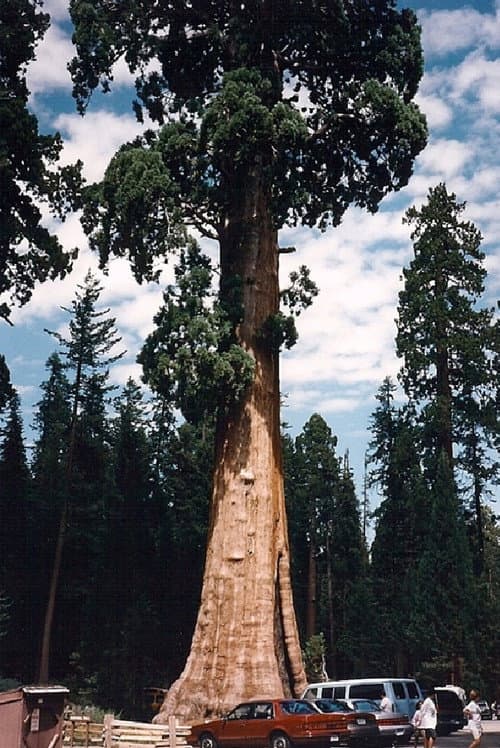 Sequoia & Kings Canyon National Parks poster