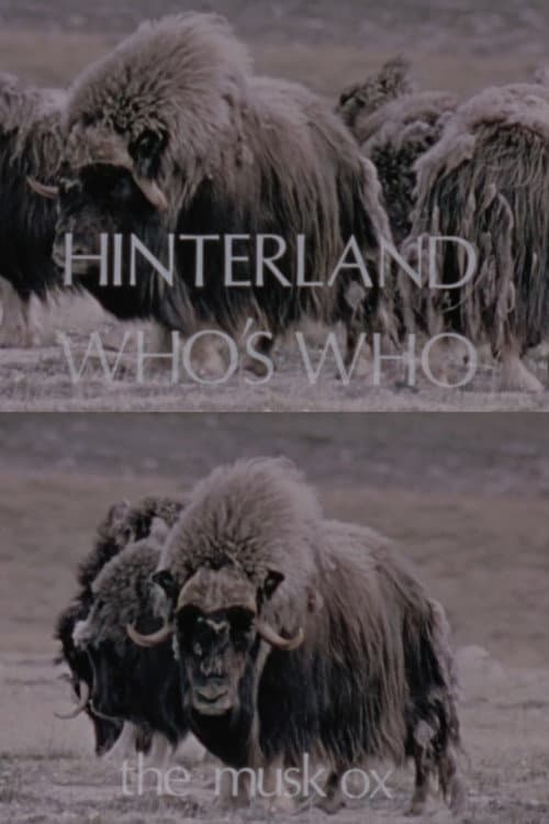 Hinterland Who's Who: The Musk Ox poster