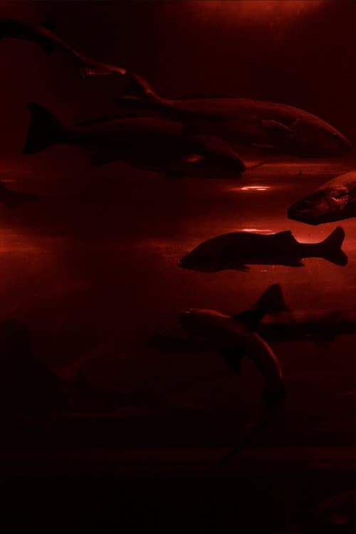 Red Wave​ poster