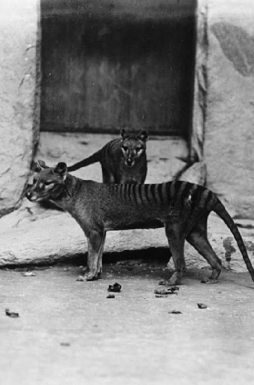 Thylacine Footage poster