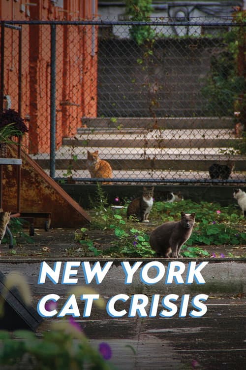 New York Cat Crisis poster