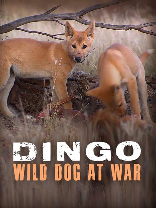 Dingo: Wild Dog at War poster