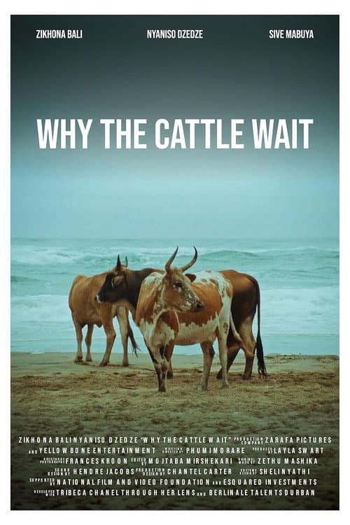Why The Cattle Wait poster