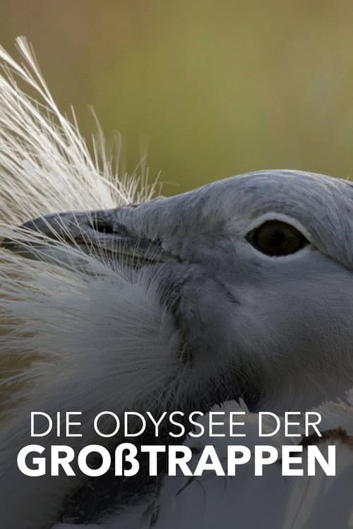 Glorious Bustards poster