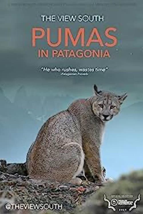 Pumas in Patagonia poster