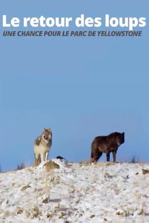 The Return of the Wolves: The Miracle in Yellowstone National Park poster
