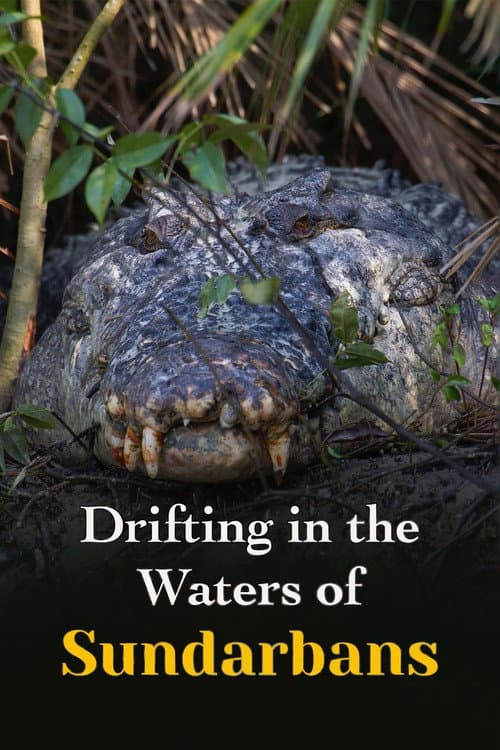 Drifting in the Waters of Sundarbans poster