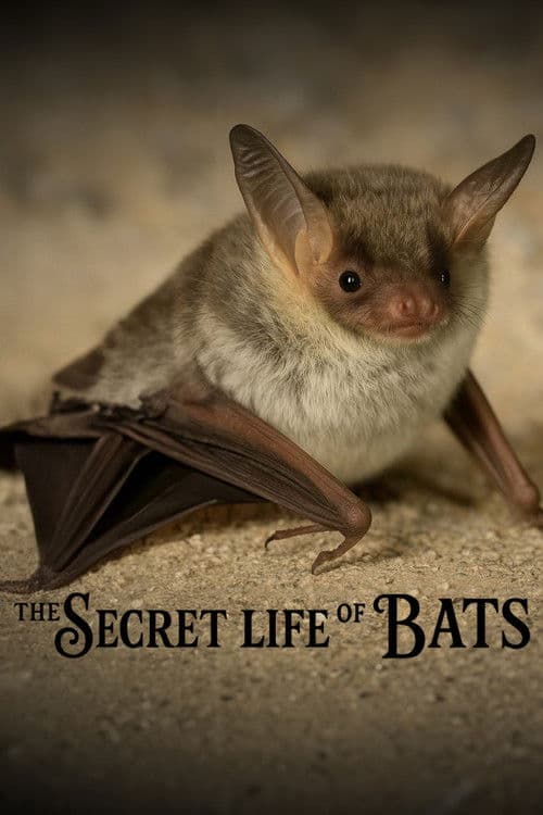 The Secret Life of Bats poster