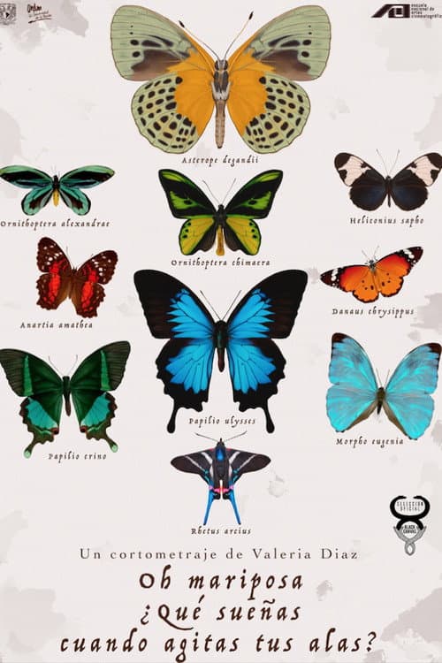 Oh Butterfly, What Do You Dream of When You Flap Your Wings? poster