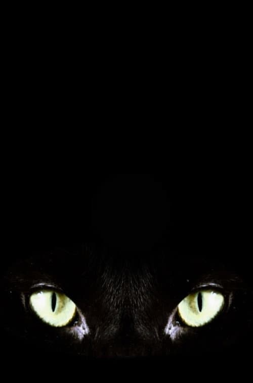 Halloween Claws poster