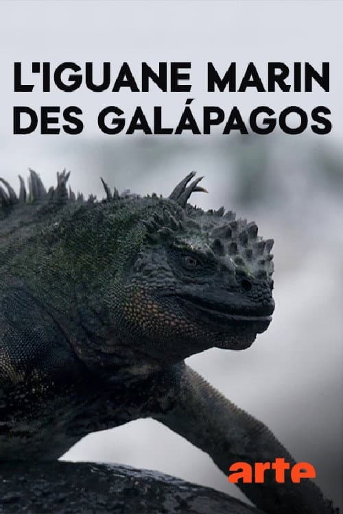 The Marine Iguanas of the Galapagos poster
