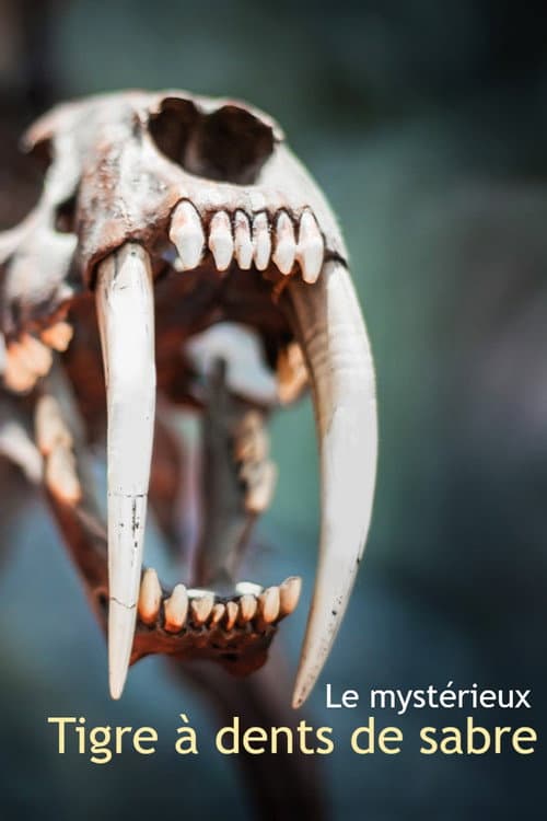 Le mystérieux tigre à dents de sabre poster