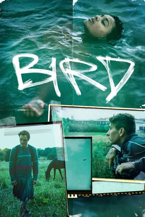 Bird poster