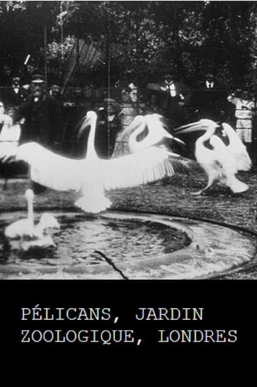 Pelicans, London Zoological Garden poster