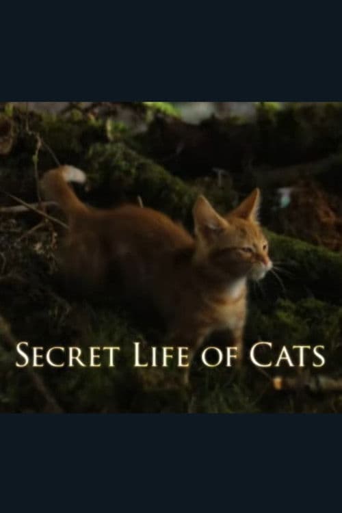 The Secret Life of Cats poster