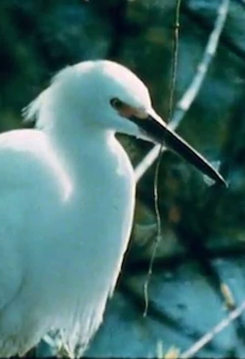 Watching Birds with Roger Tory Peterson poster